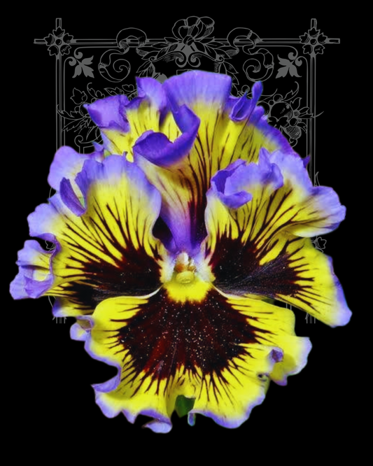 Frizzle Sizzle Yellow Blue Swirl Pansy Seeds