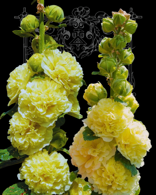 'Banana' Hollyhock Seeds