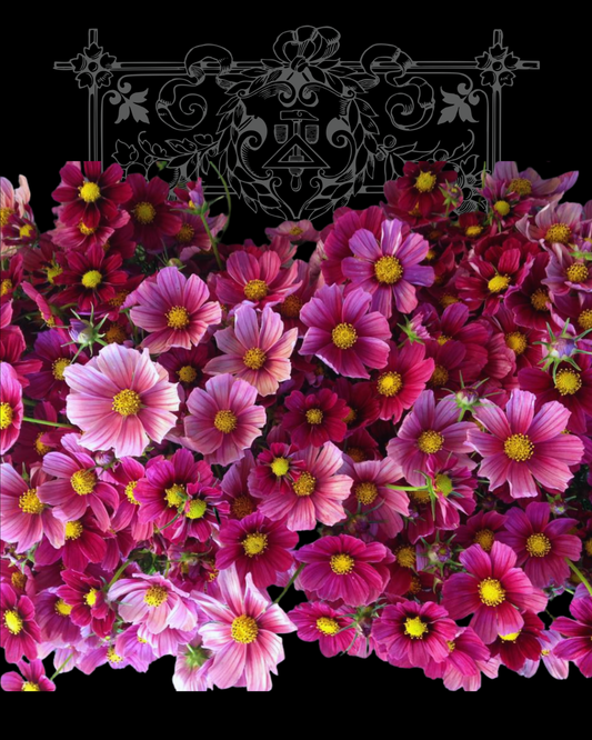 'Antiquity' Cosmo Seeds