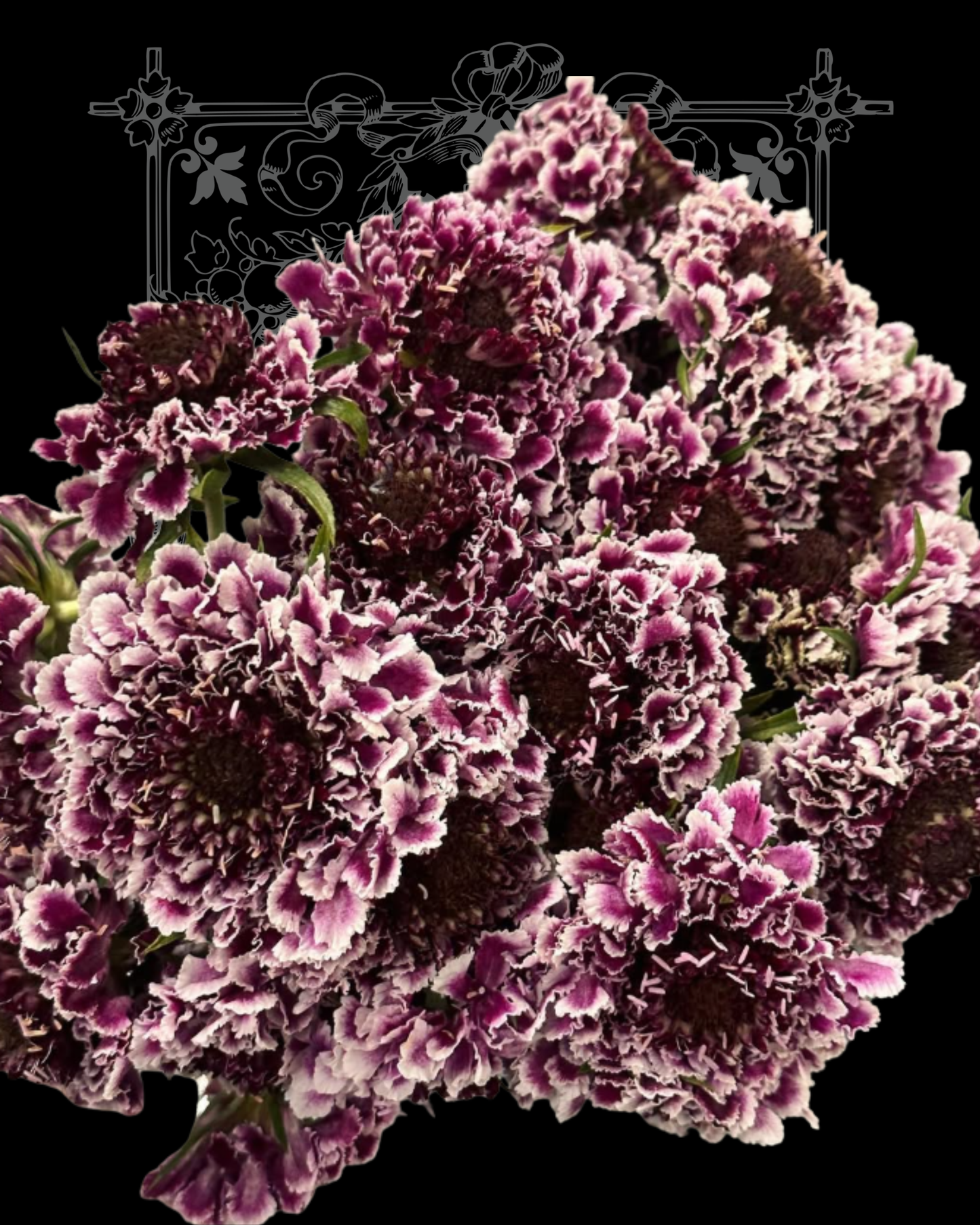 Beaujolais Bonnets Scabiosa Seeds