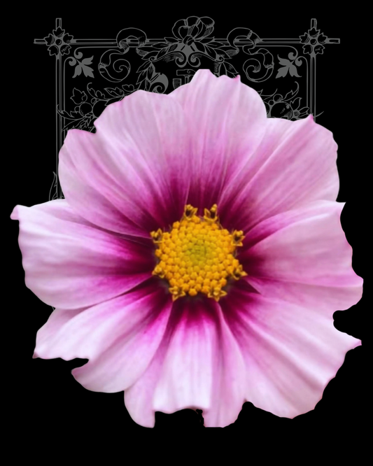 Daydream Cosmo Seeds