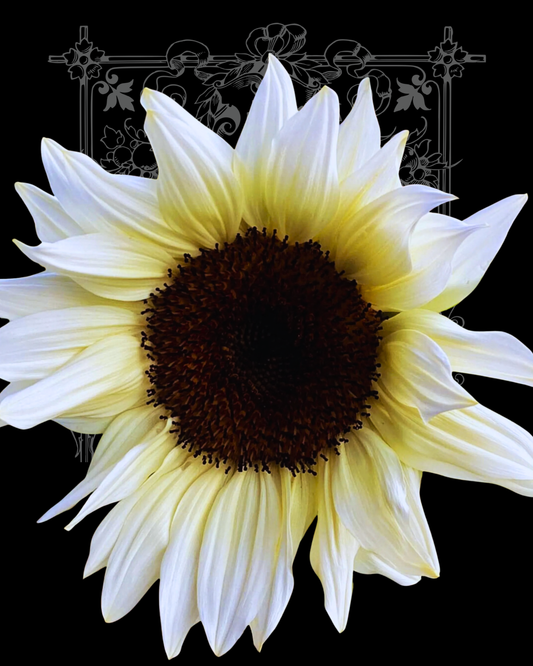 White Nite Procut Sunflower Seeds