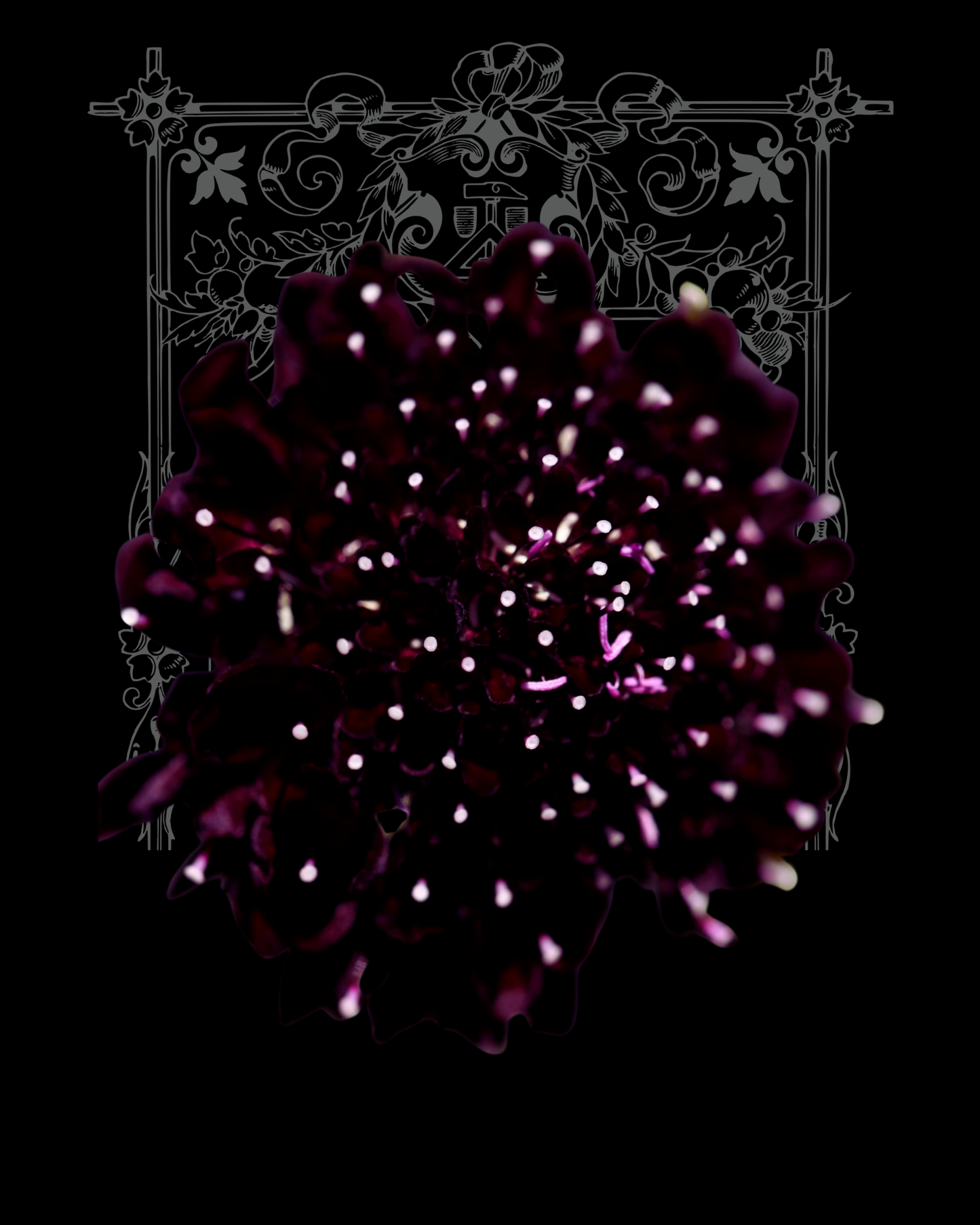 Black Knight Scabiosa Seeds