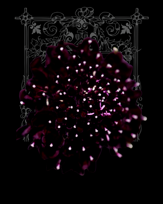 Black Knight Scabiosa Seeds