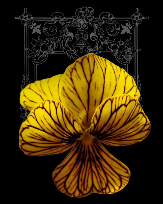 Tiger Eye Yellow Viola Seeds