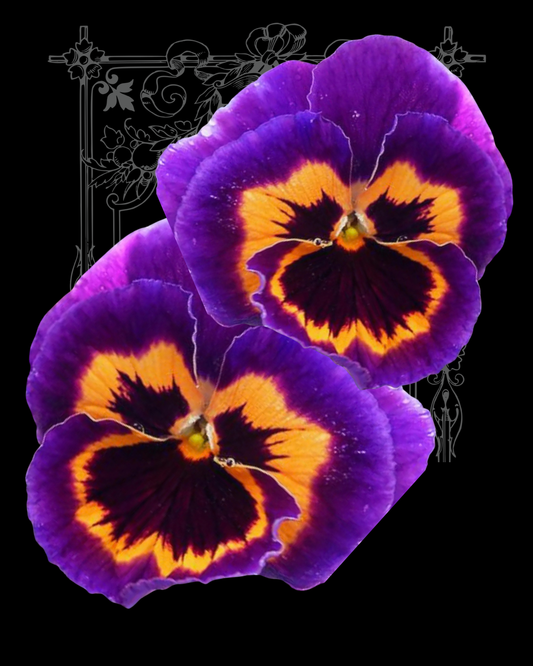 Joker Poker Face Pansy Seeds