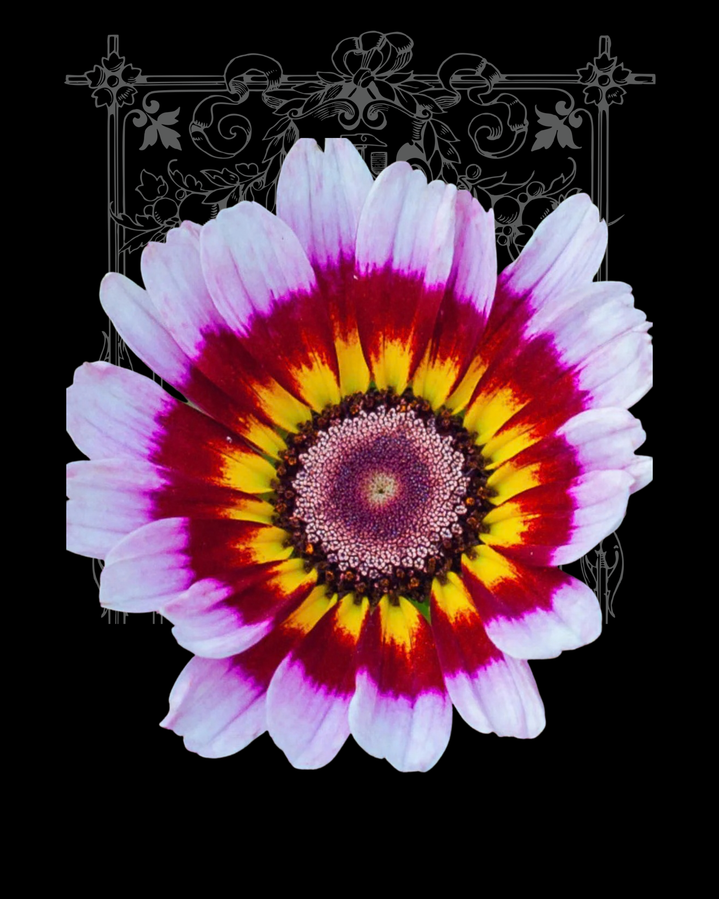 Painted Daisy Seeds