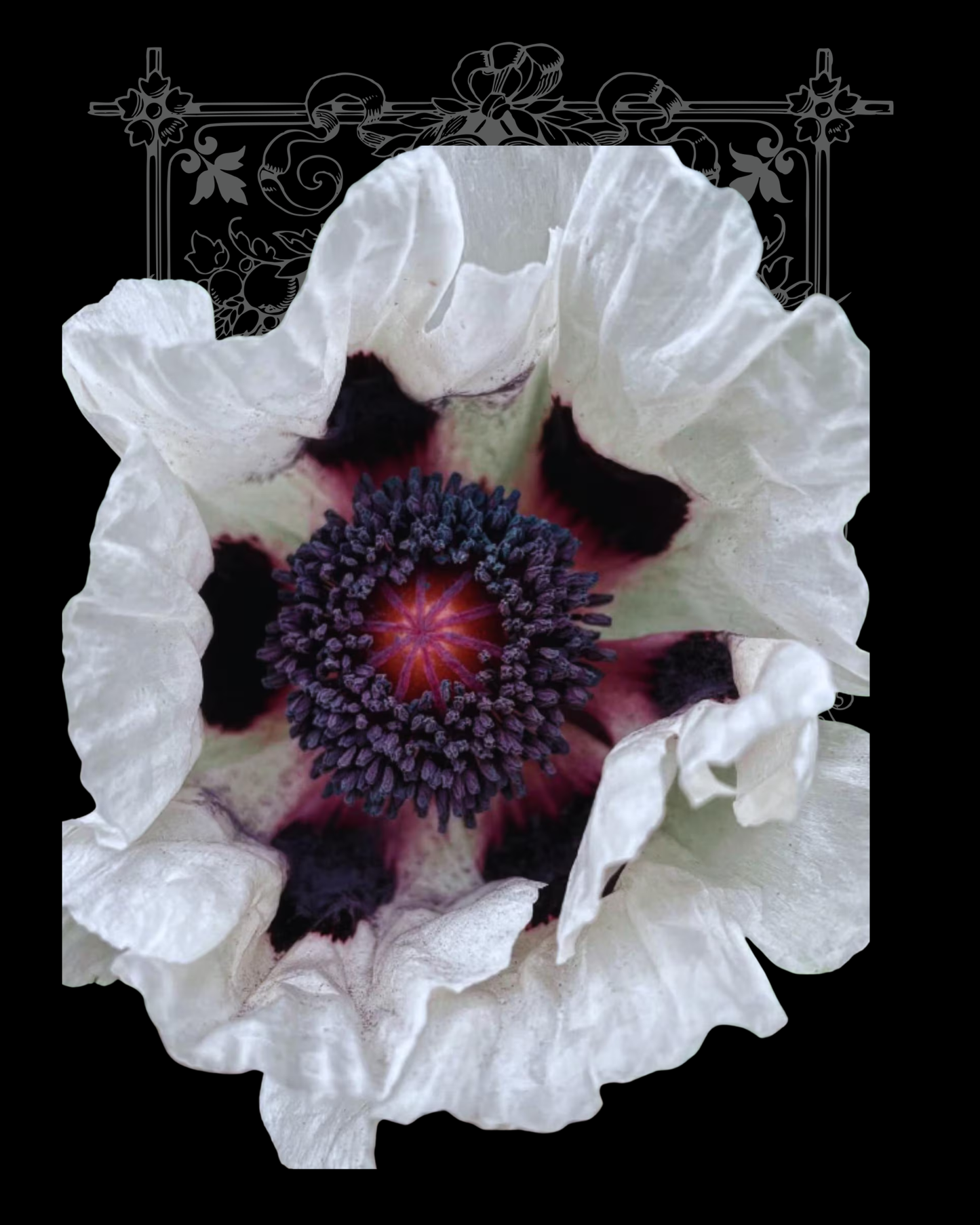 Checkers Poppy Seeds