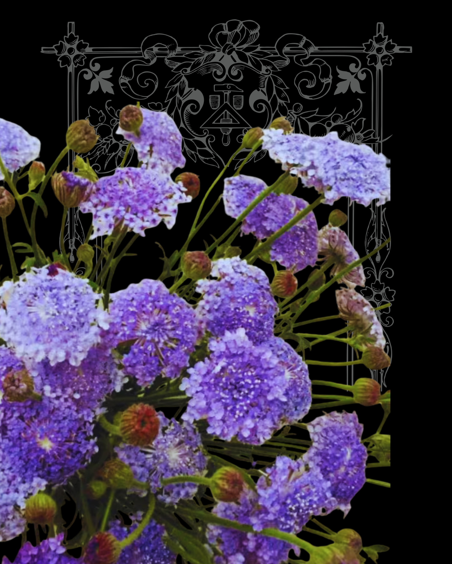 Blue Lace Flower Seeds