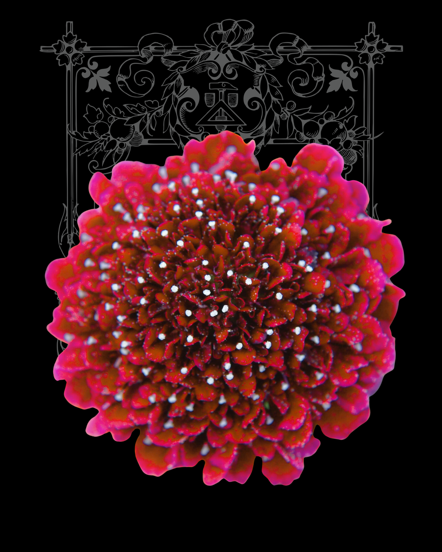 Fire King Scabiosa Seeds
