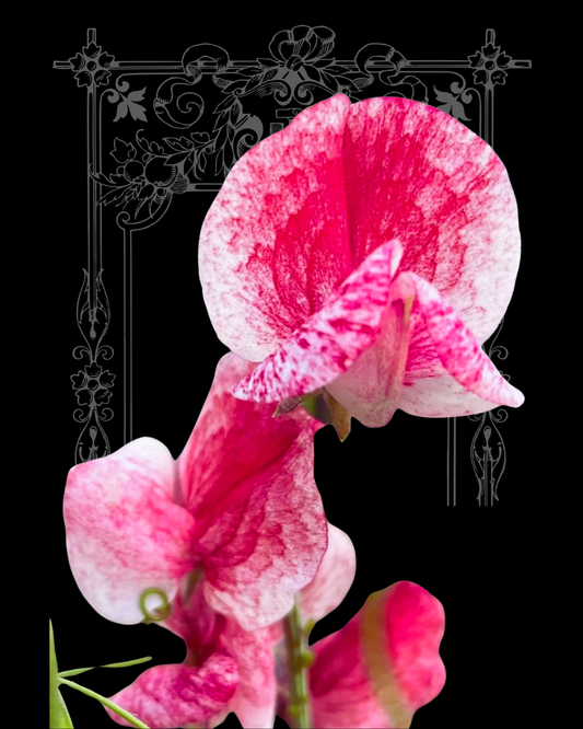 America Sweet Pea Seeds