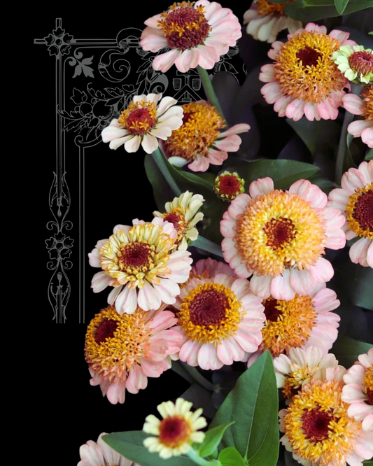Zinderella Peach Zinnia Seeds