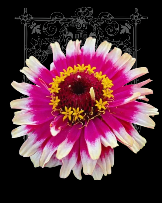 Mazurkia Zinnia Seeds