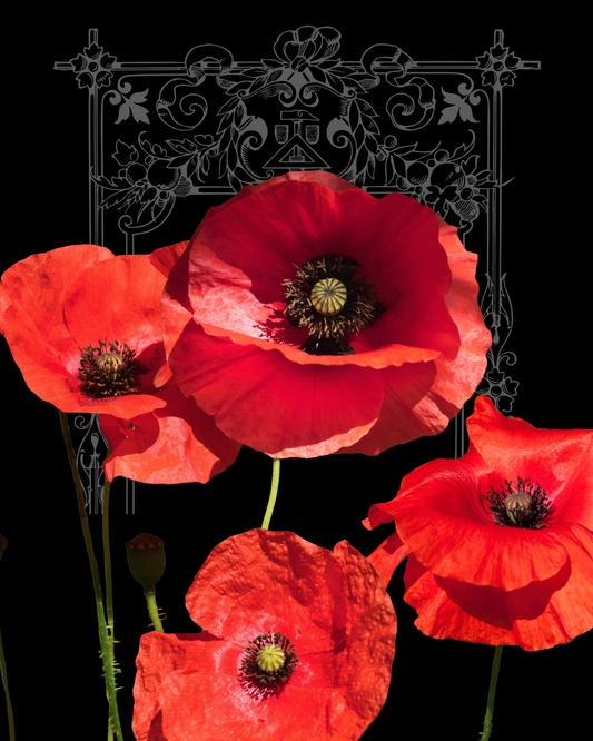 American Legion Poppy Seeds