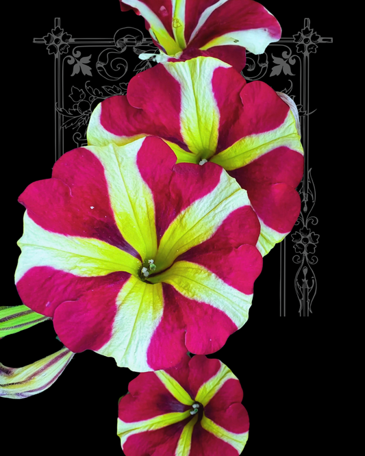 Sophisticated Lime Bicolor Petunia Seeds