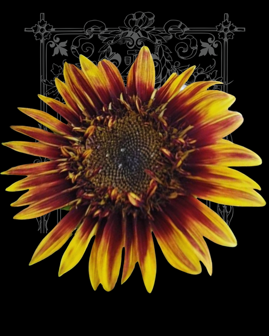 Jolly Joker Sunflower Seeds