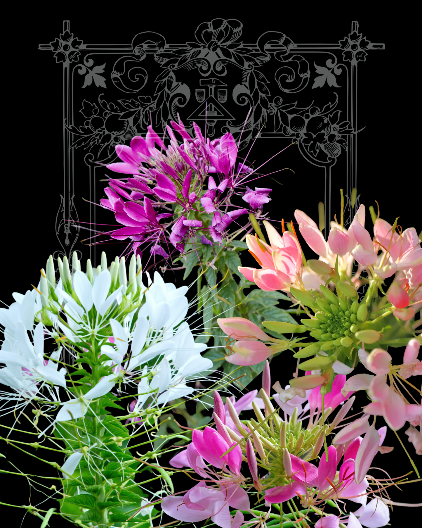 Queen Mix Cleome Seeds