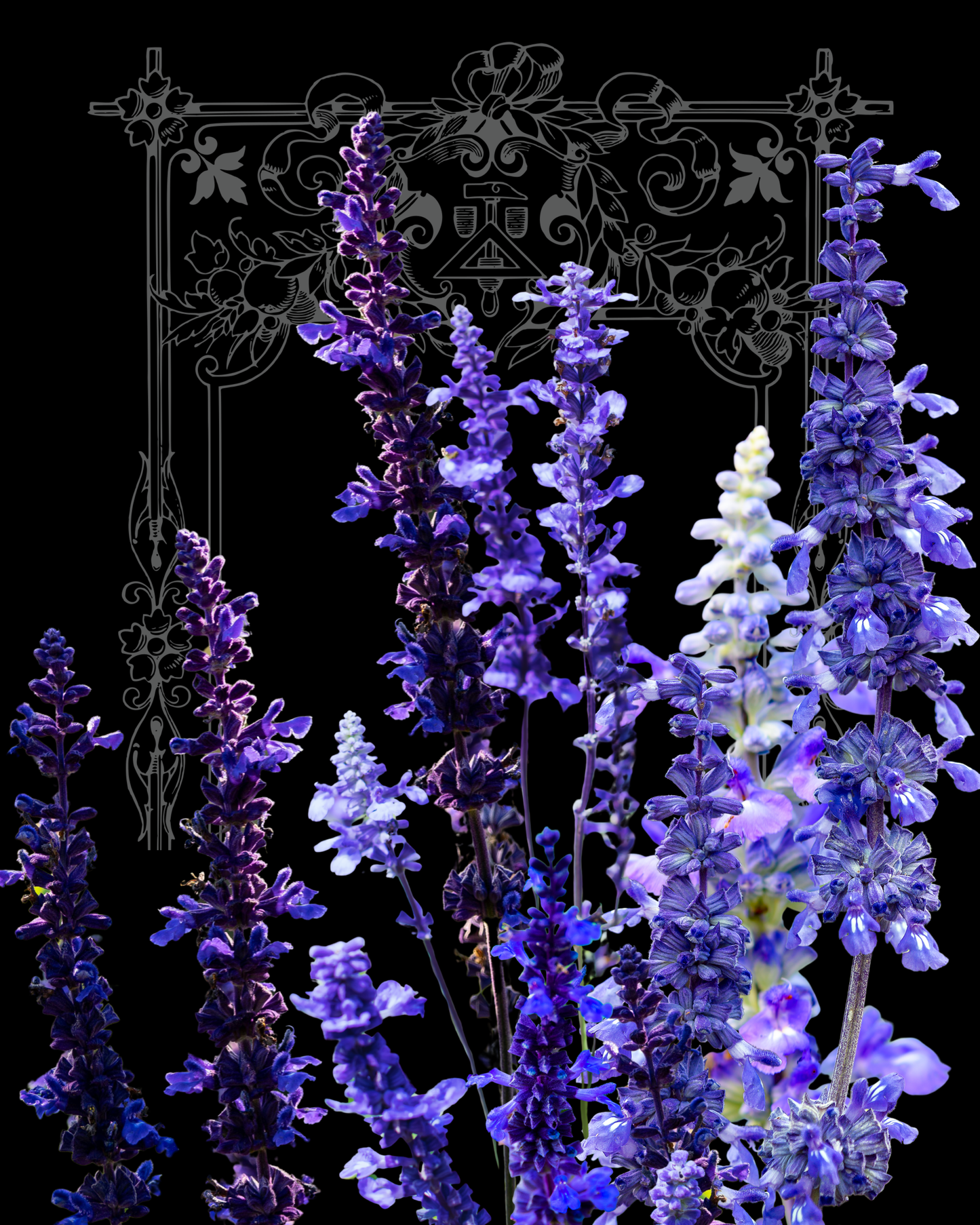 Victoria Blue Salvia Seeds