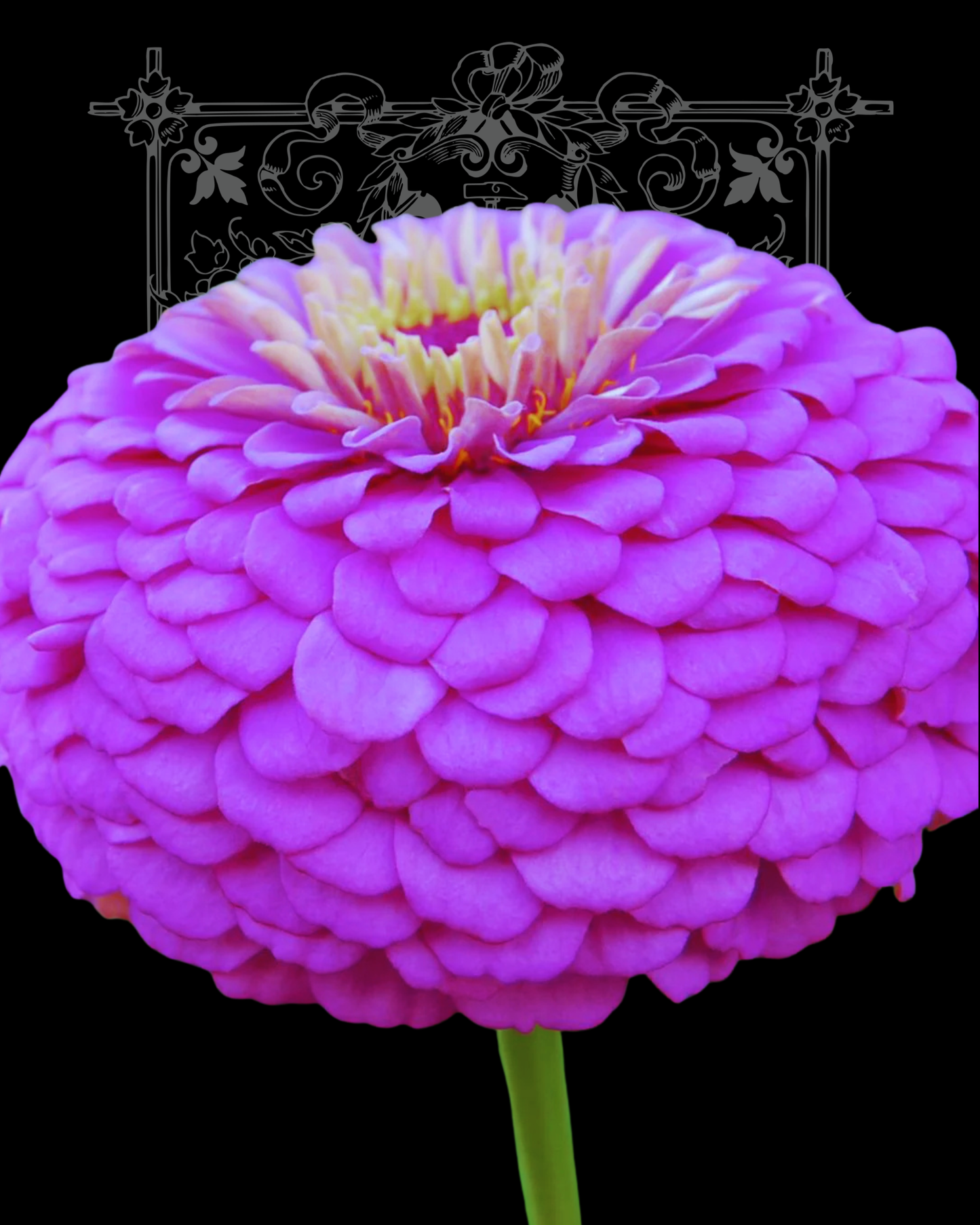 Benary’s Giant Dupont Lilac Zinnia Seeds
