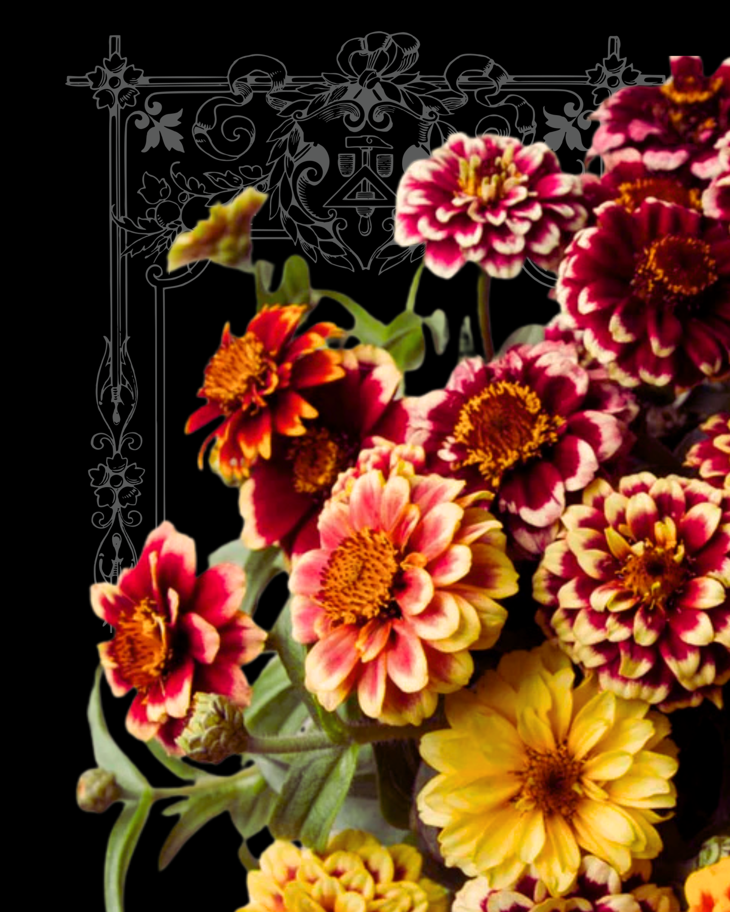 Persian Carpet Zinnia Seeds