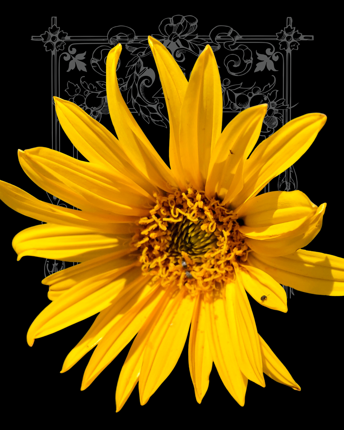 Mules Ears Native Sunflower Seeds