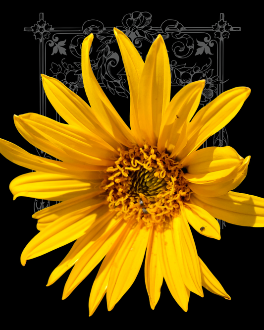 Mules Ears Native Sunflower Seeds