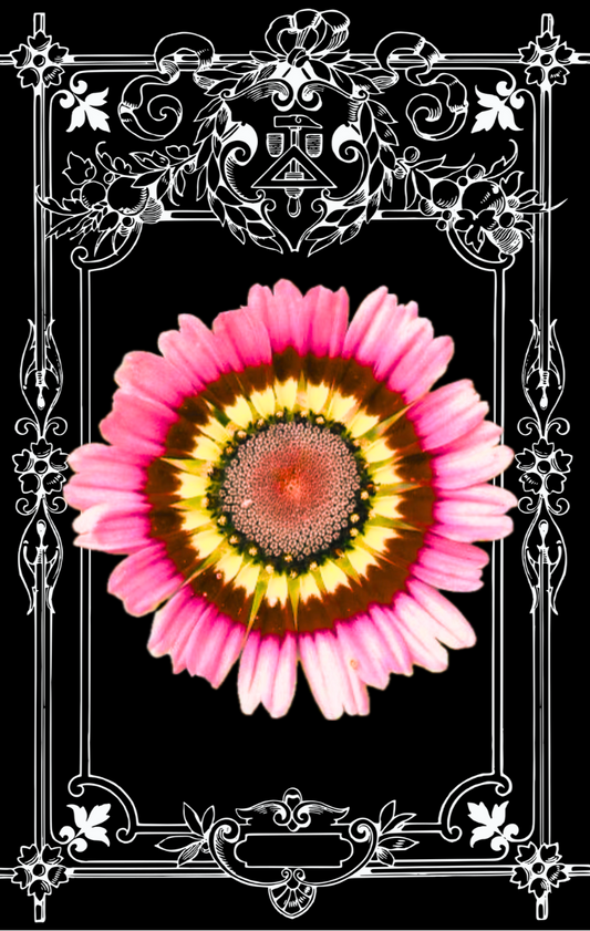 Painted Daisy Seeds