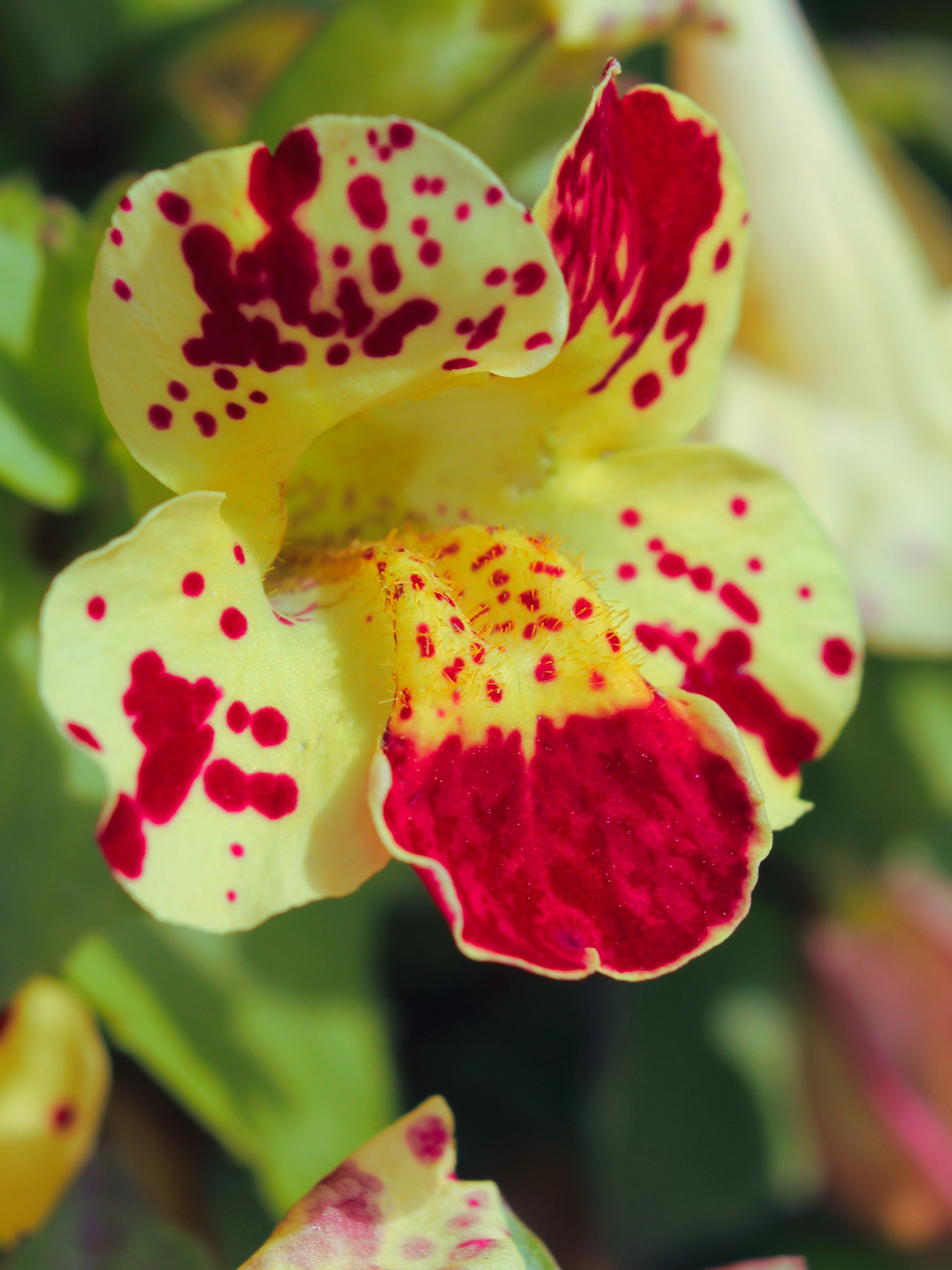 Magic Series Mimulus Monkeyflower Seeds