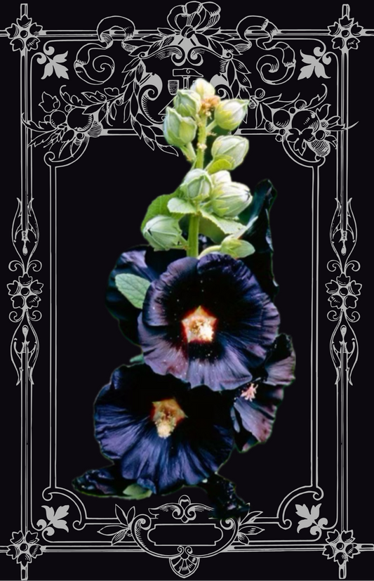 Black Hollyhock Seeds "Nigra"