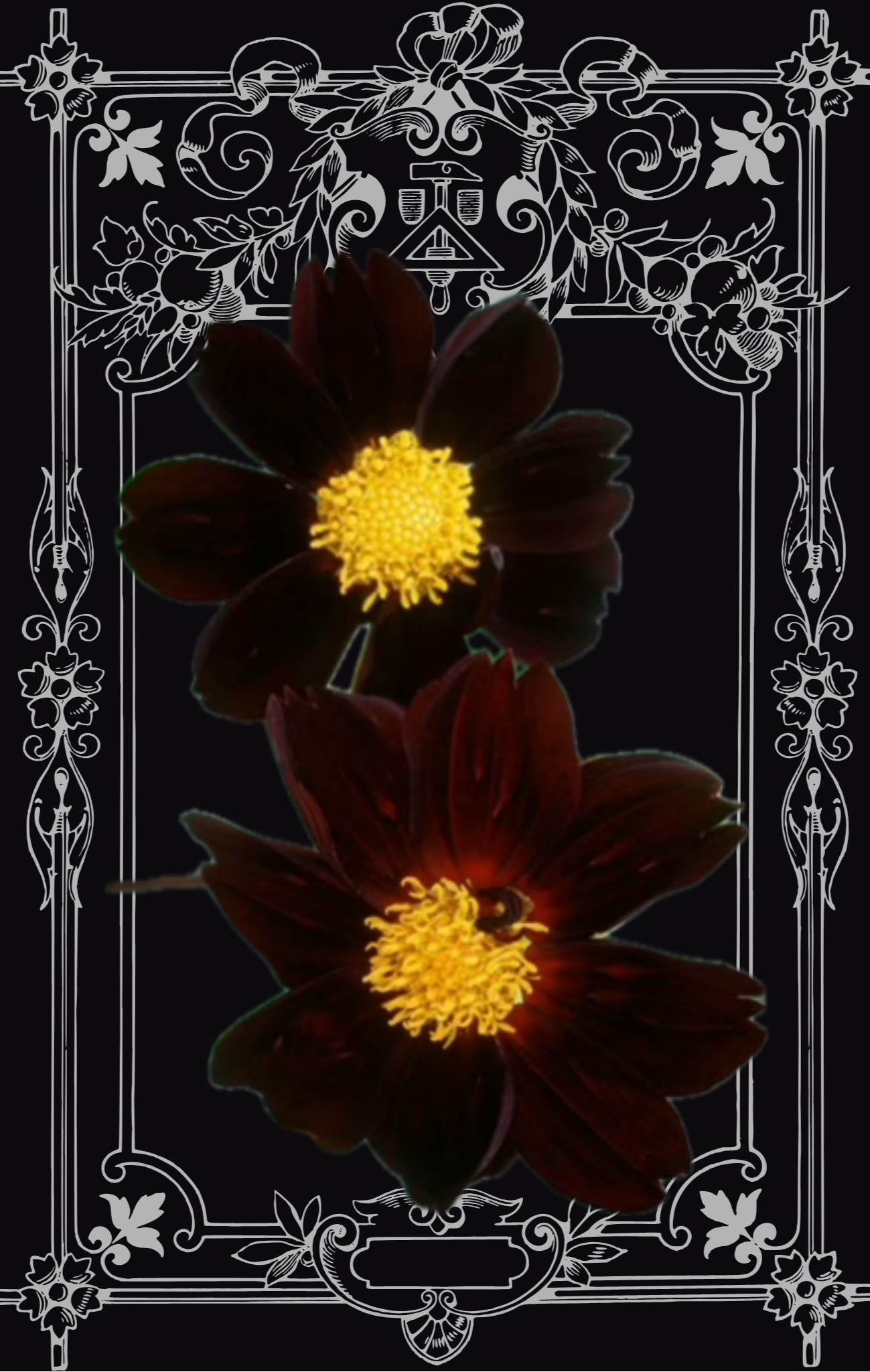 Black Beauty Dahlia Seeds