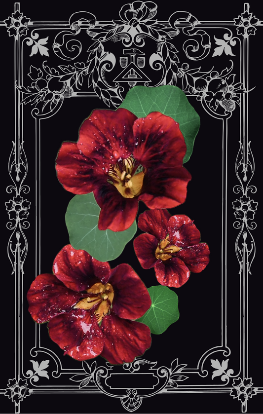 Black Velvet Nasturtium