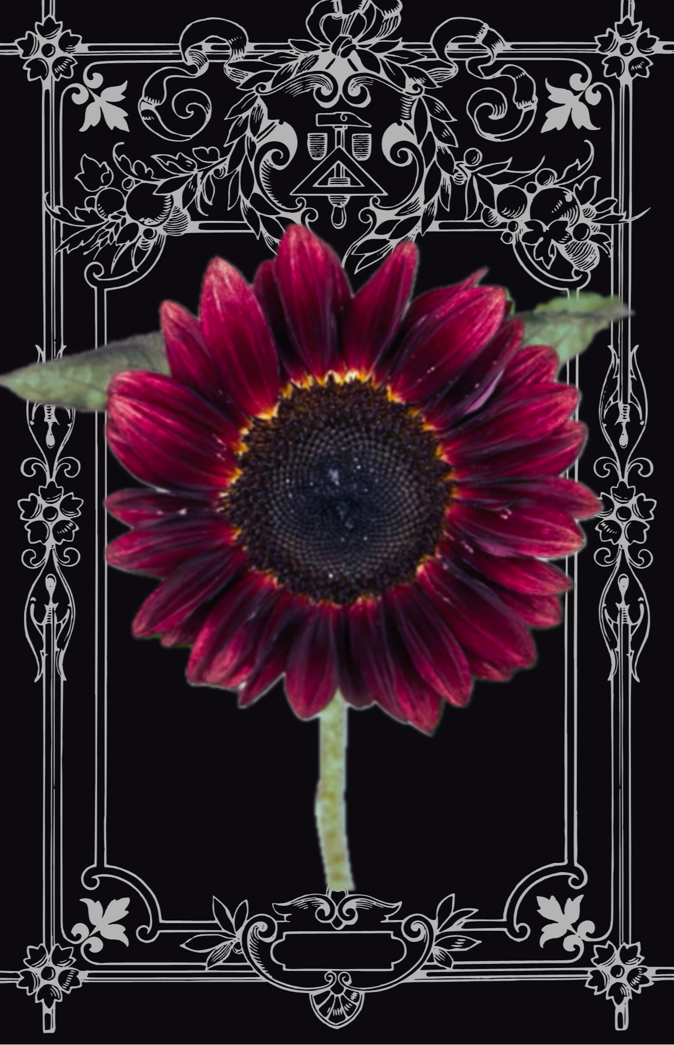 Moulin Rouge Sunflower Seeds
