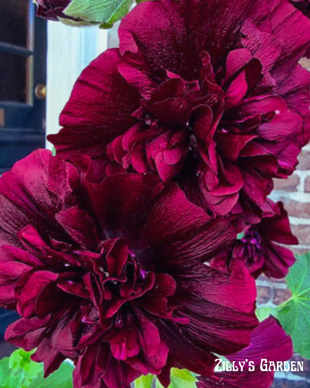 Charters Double Maroon Hollyhock Seeds