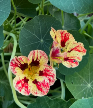 Bloody Mary Nasturtium Seeds