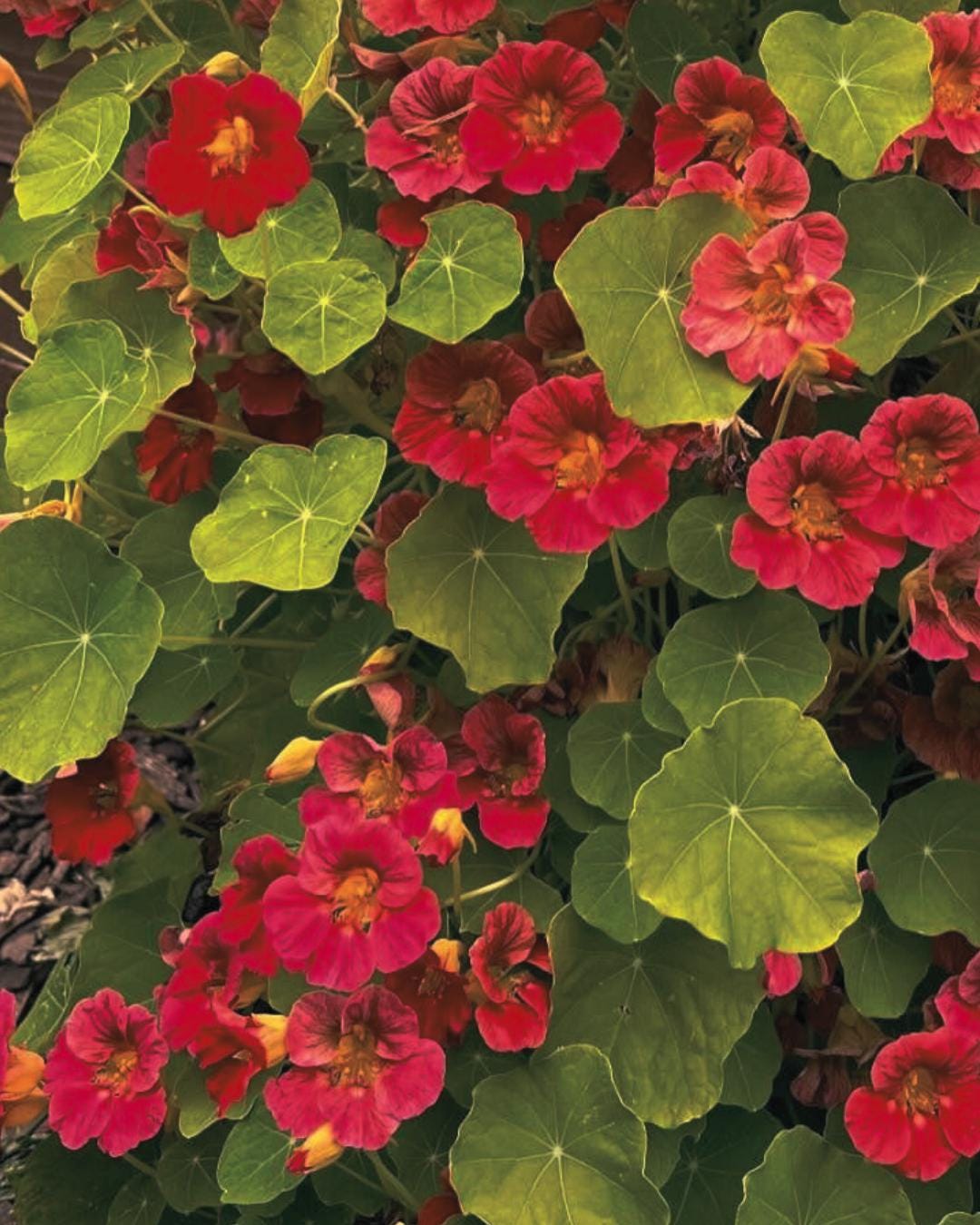 Jewel Cherry Rose Nasturtium Seeds