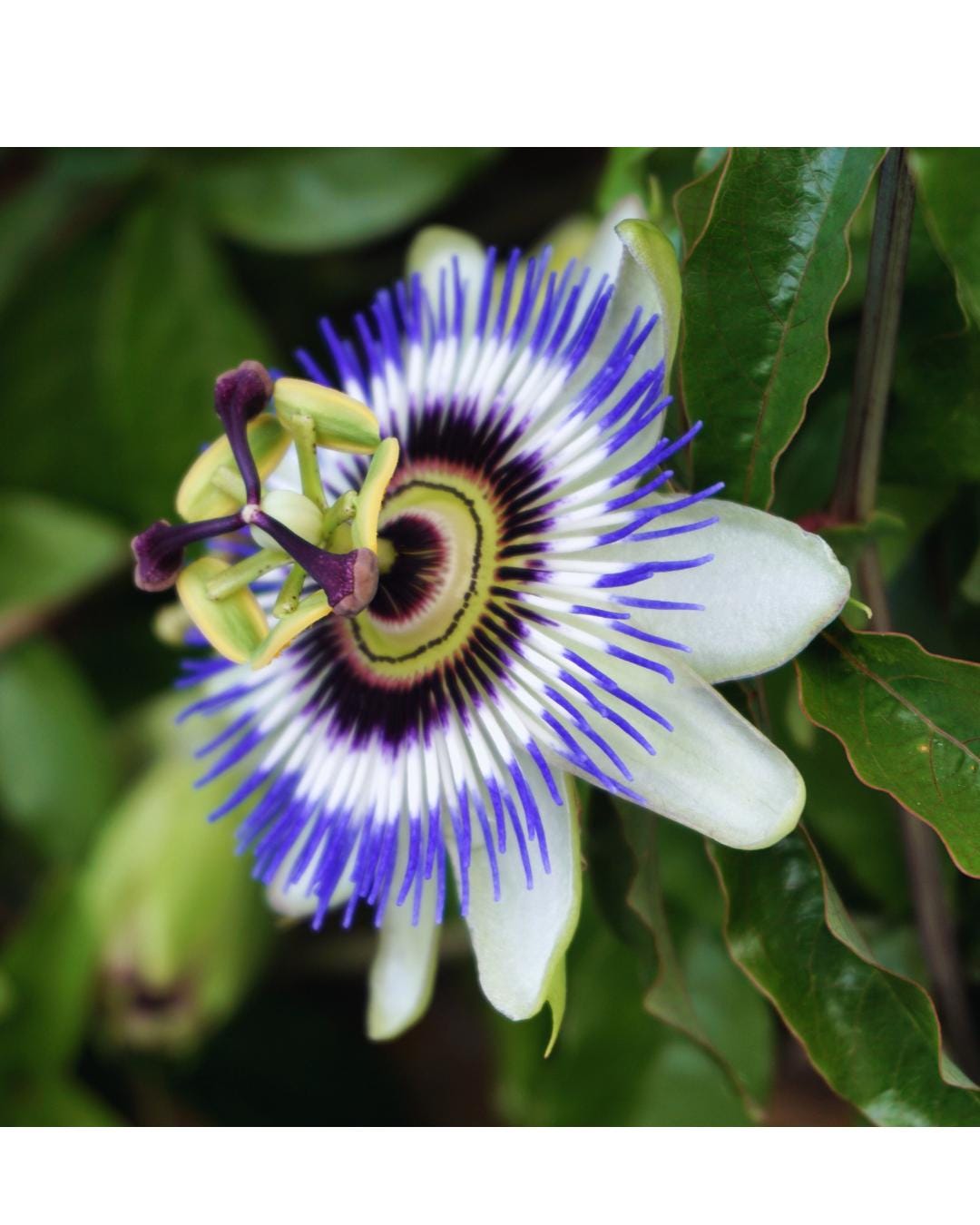 Blue Passion Flower Seeds
