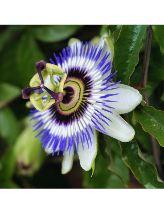 Blue Passion Flower Seeds