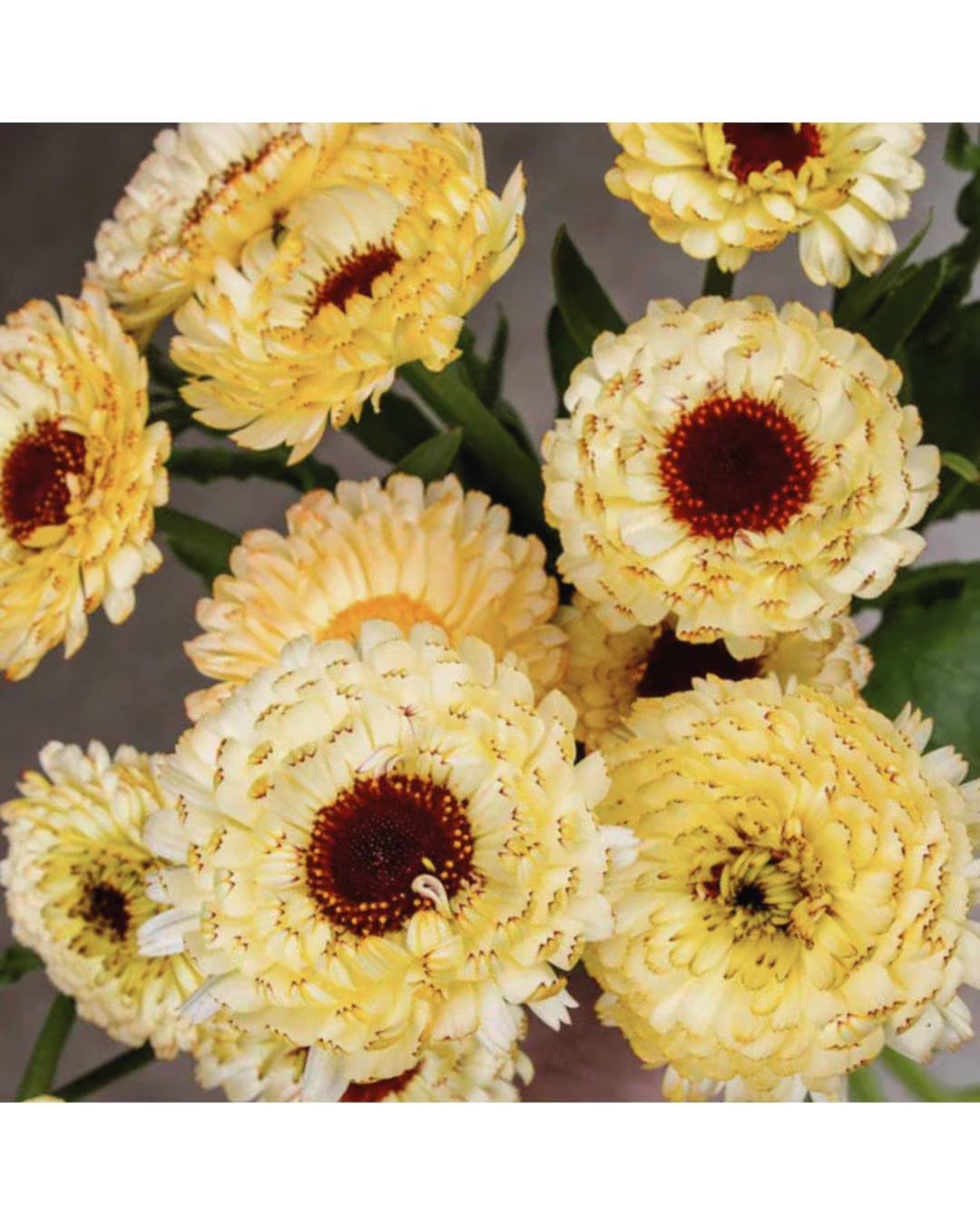 Snow Princess Calendula Seeds