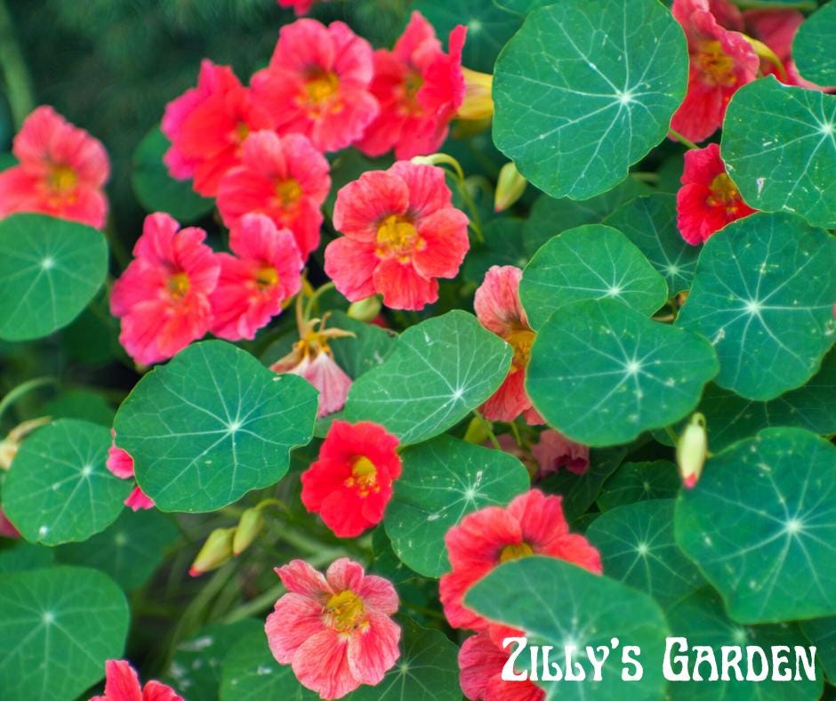 Jewel Cherry Rose Nasturtium Seeds