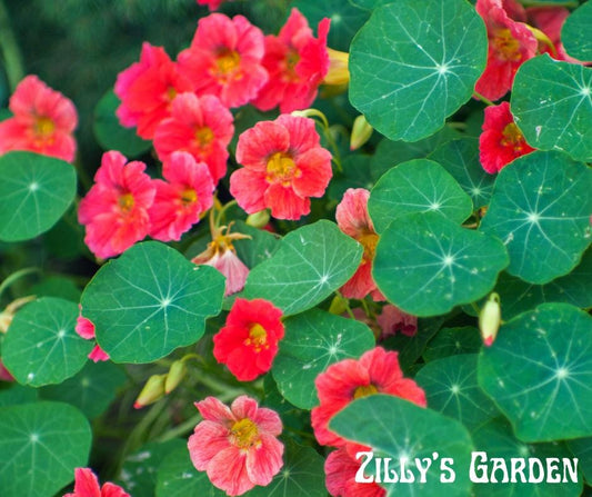 Jewel Cherry Rose Nasturtium Seeds