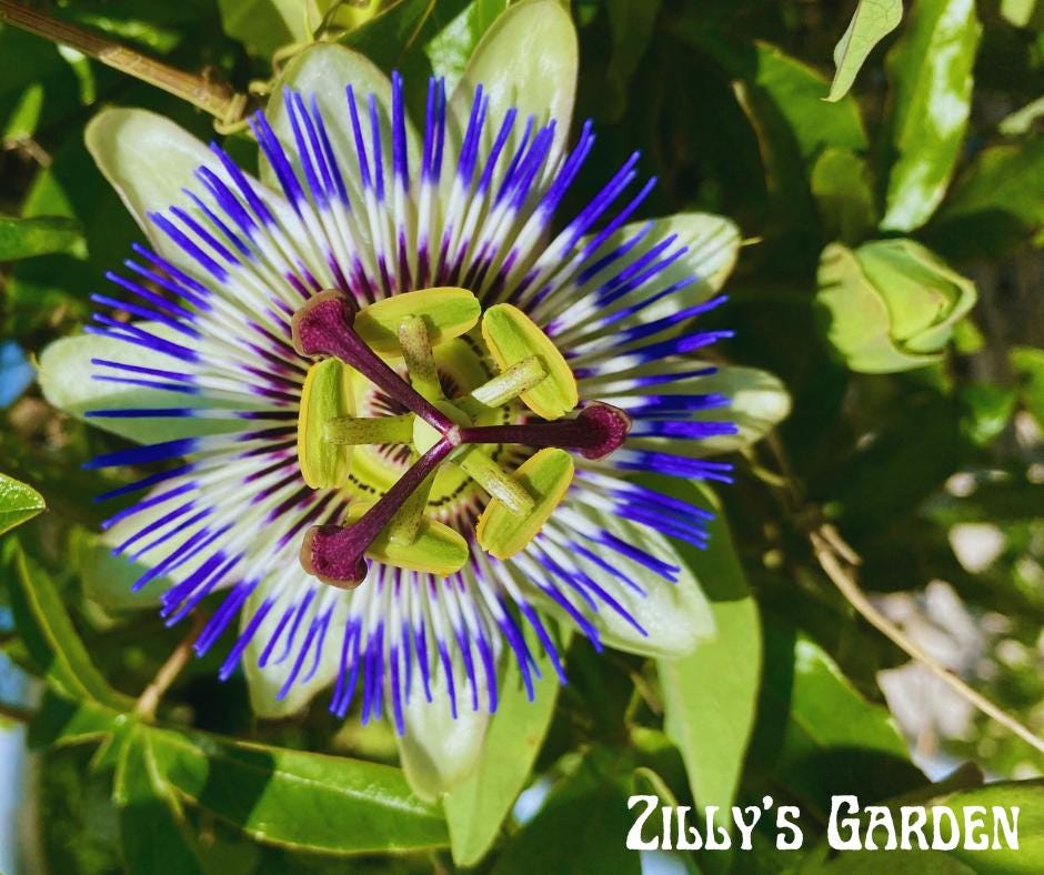 Blue Passion Flower Seeds