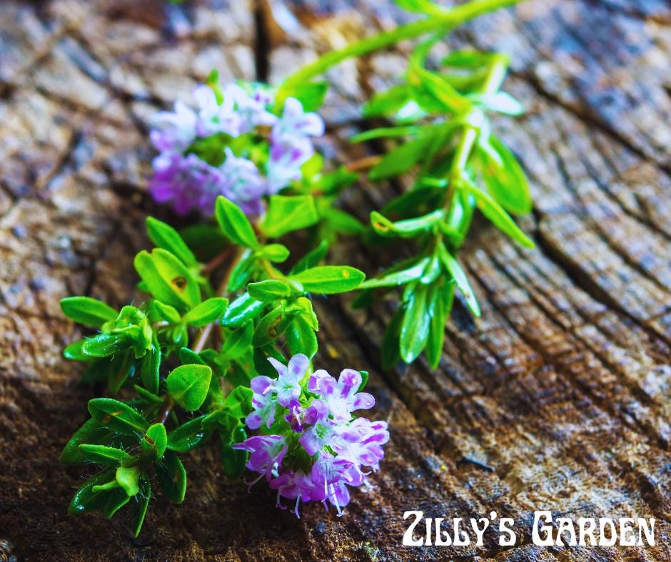Summer Savory Seeds
