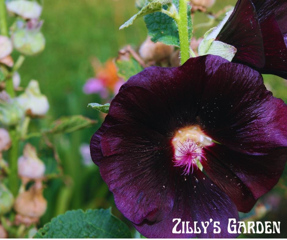 Black Hollyhock Seeds "Nigra"
