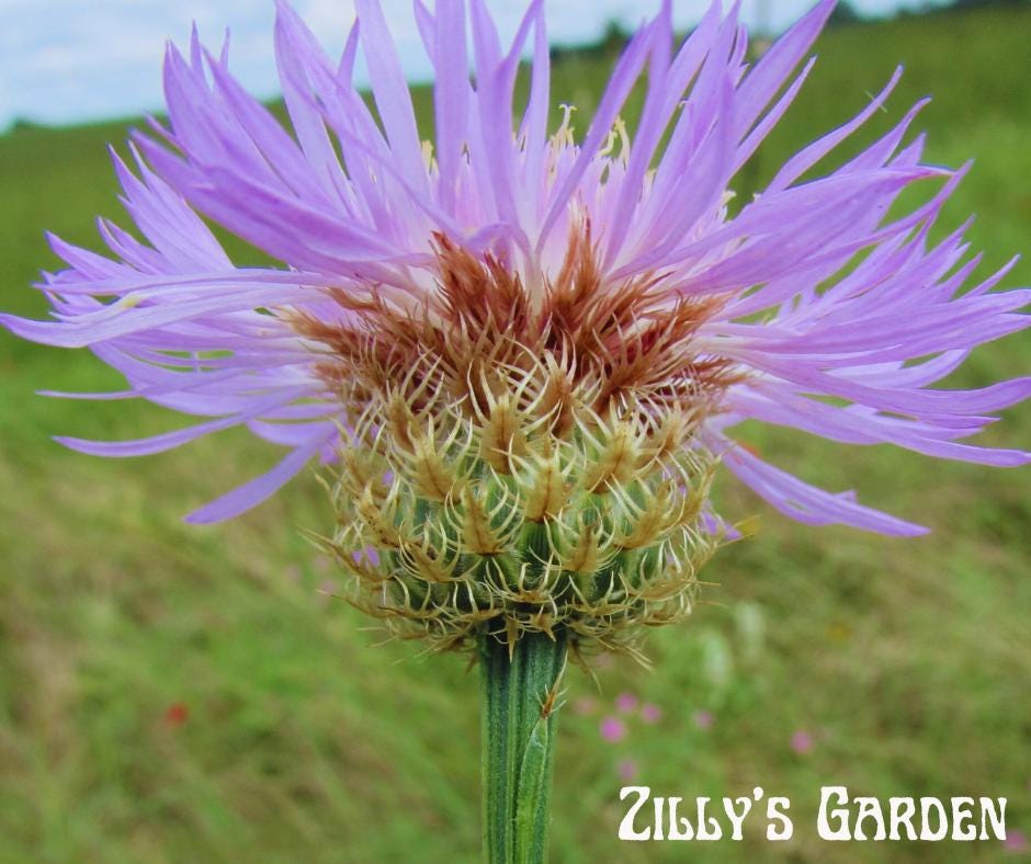 American Basketflower Seeds