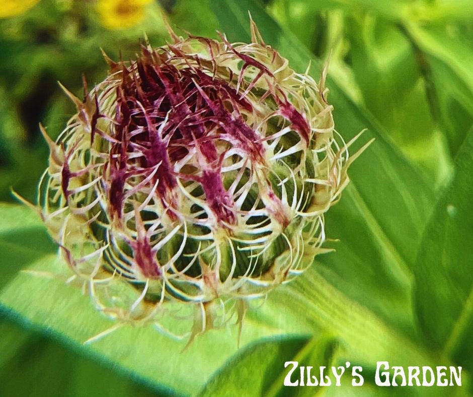American Basketflower Seeds