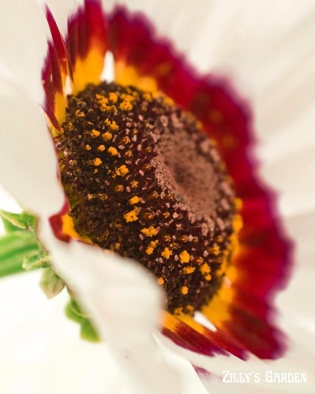 Painted Daisy Seeds