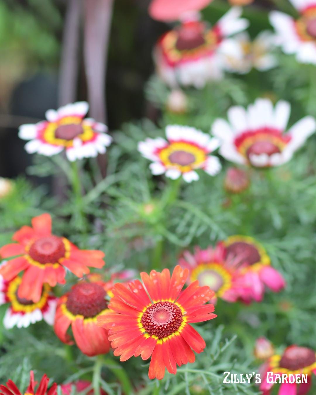 Painted Daisy Seeds