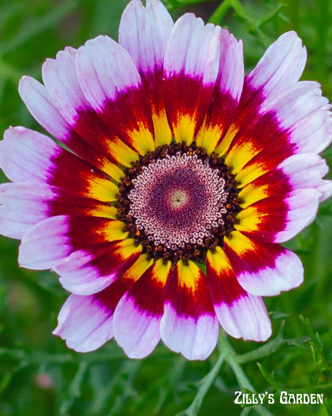 Painted Daisy Seeds