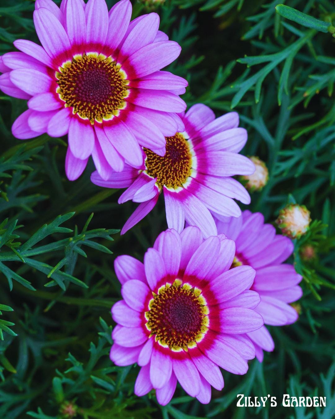 Painted Daisy Seeds
