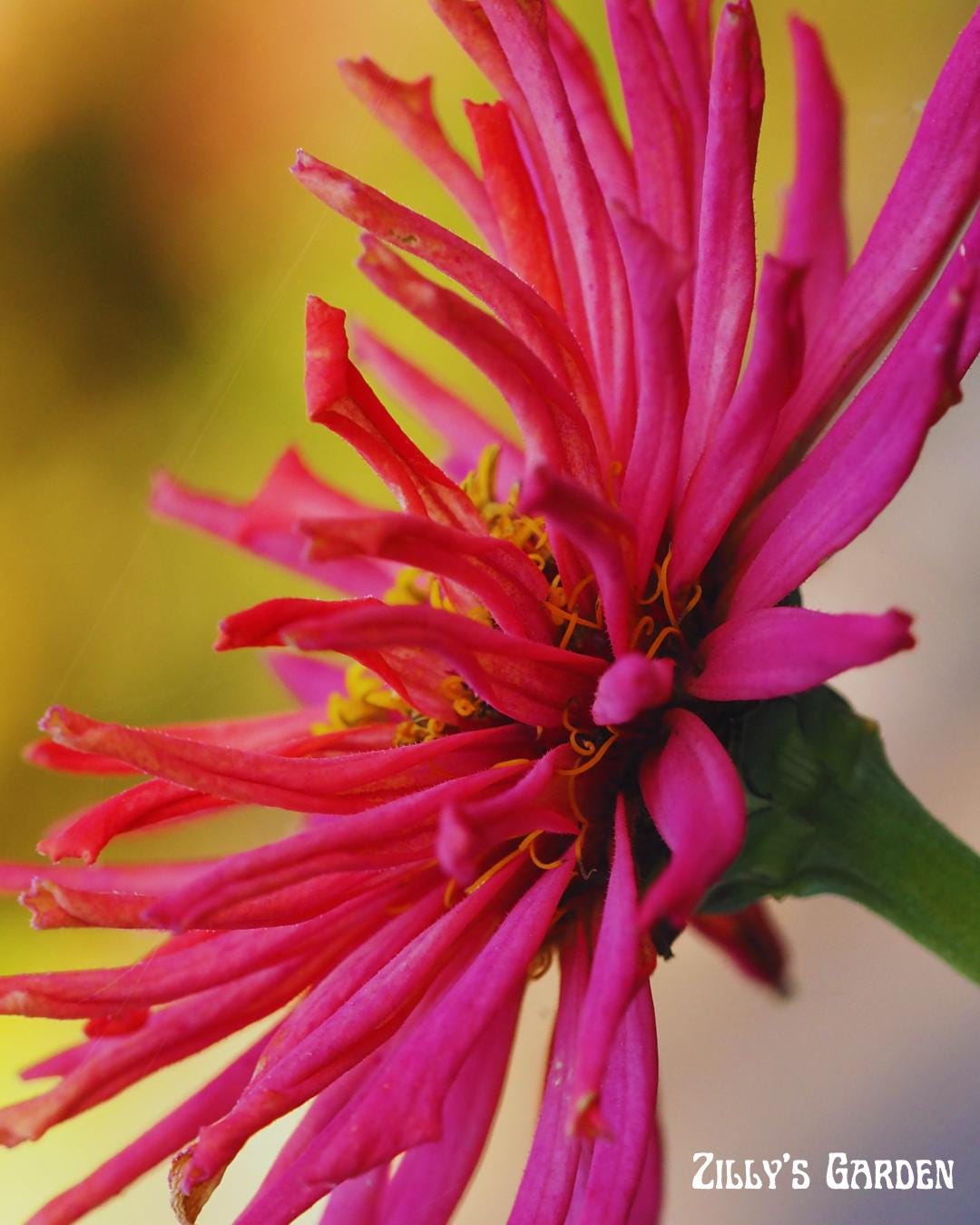 Cactus Mix Zinnia Seeds